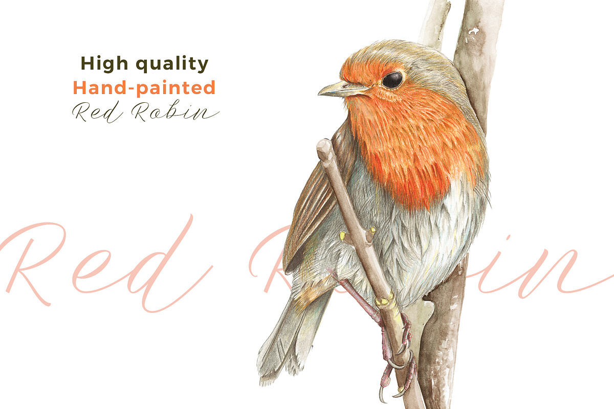 Beautiful Hand-painted Red Robin, a Decorative Illustration by Miriam Figueras (Photo 1 of 4)