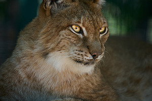 Portrait of a lynx with expressive yellow eyes and distinctive e, an Animal Photo by ndanko