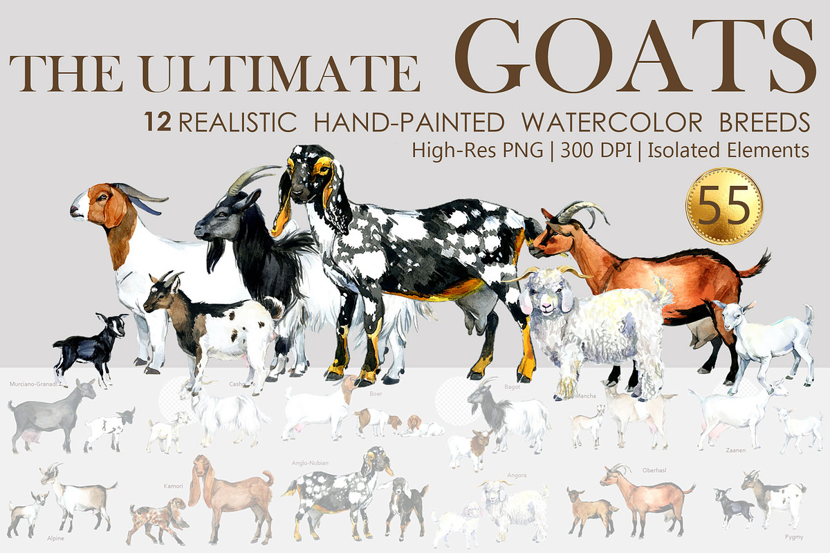 Ultimate Goats: 12 Watercolor Breeds, an Animal Illustration by FineArt (Photo 1 of 8)