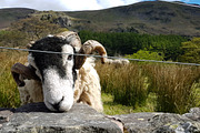 Friendly Sheep Greeting Camera, an Animal Photo by MusiqueDesigns (Thumbnail 1 of 2)