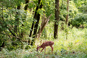 Grazing Fawn