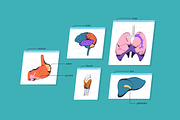 Male body anatomy, internal organs, a Healthcare Illustration by PaperTrident (Thumbnail 3 of 4)