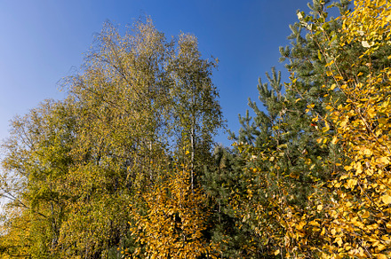 sunny autumn weather in a birch forest with a blue sky, a Photo by MyPhotos