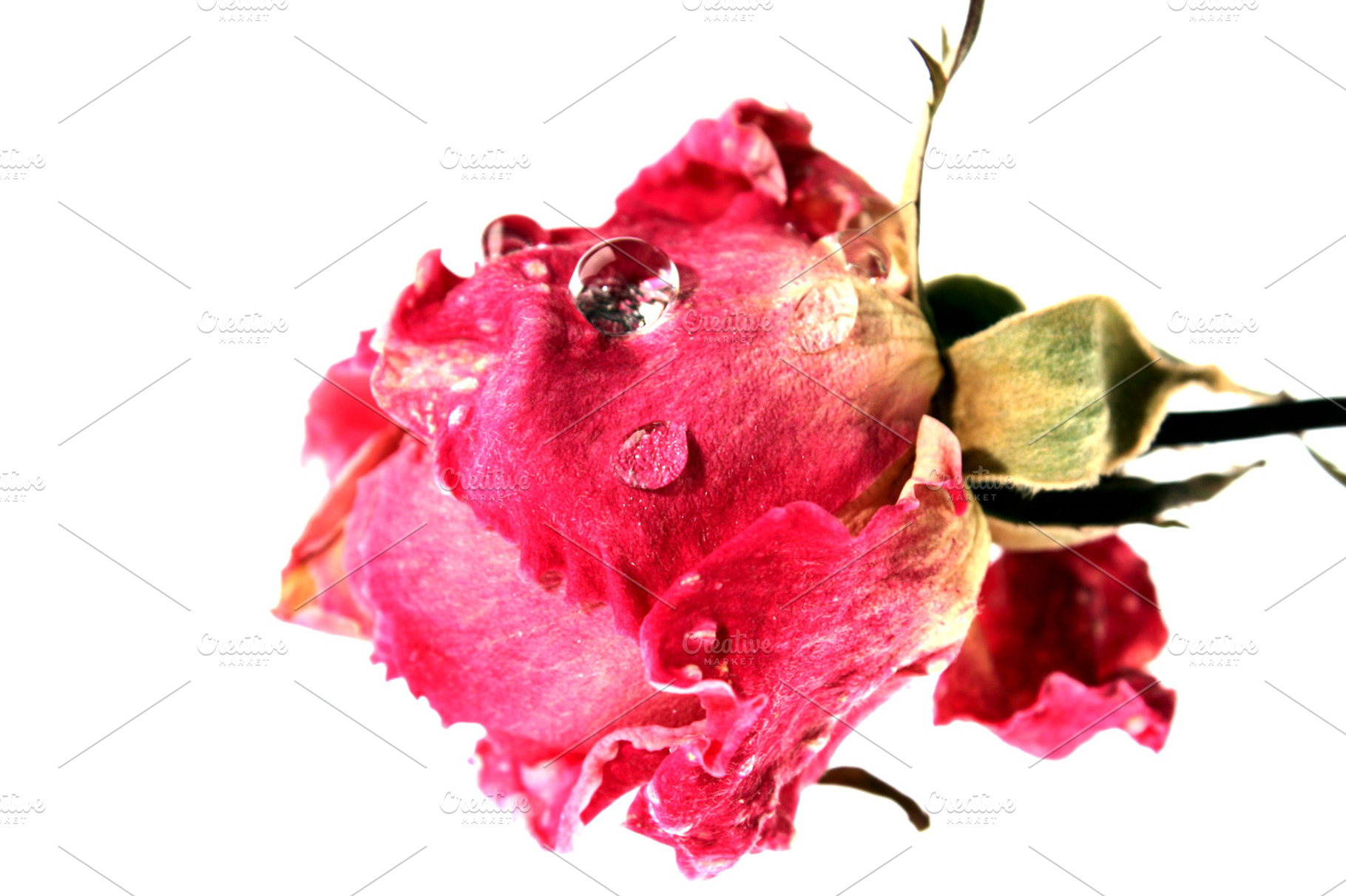 Pink Rose Containing Orchid Flower And Pink