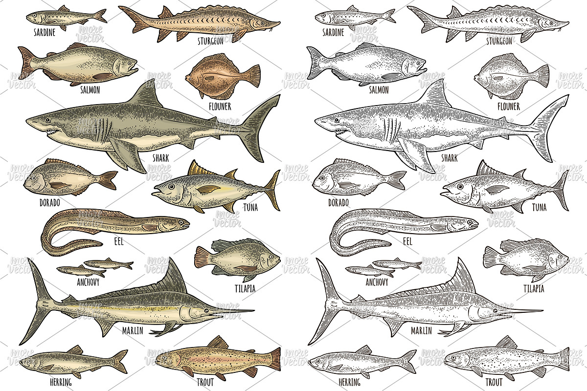 Different types fish engraving, an Animal Illustration by MoreVector (Photo 3 of 3)