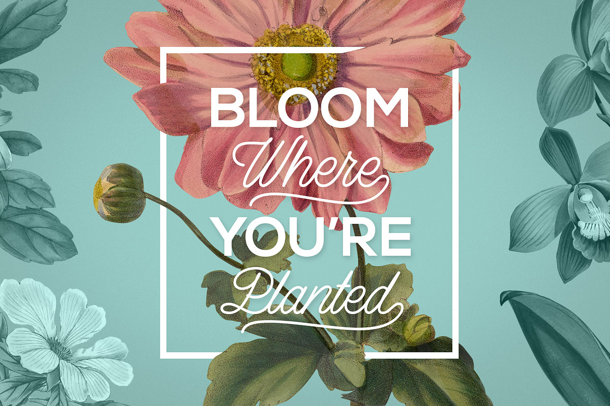 Vintage Illustrations of Flowers, an Illustration by Graphic Goods (Photo 9 of 9)