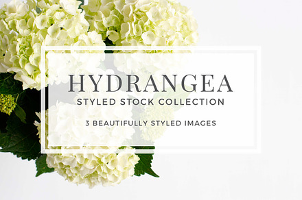 Hydrangea Styled Stock