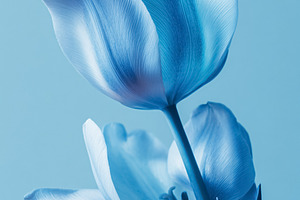 Blue tulip flower blooming against a matching blue background cr, a Photo by Studio ANNA