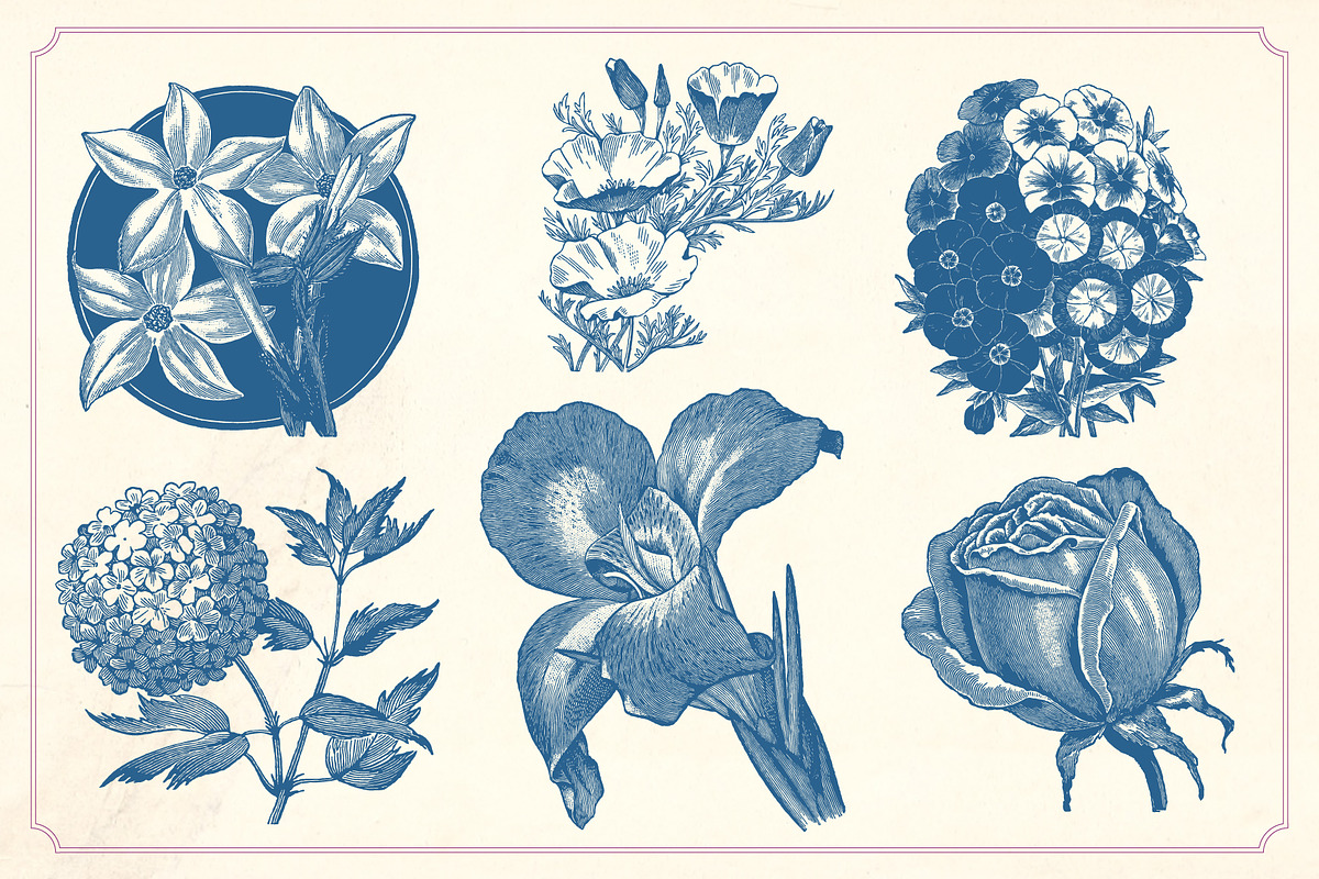 Vintage Flower Illustrations, a Decorative Illustration by Mr Vintage (Photo 4 of 13)