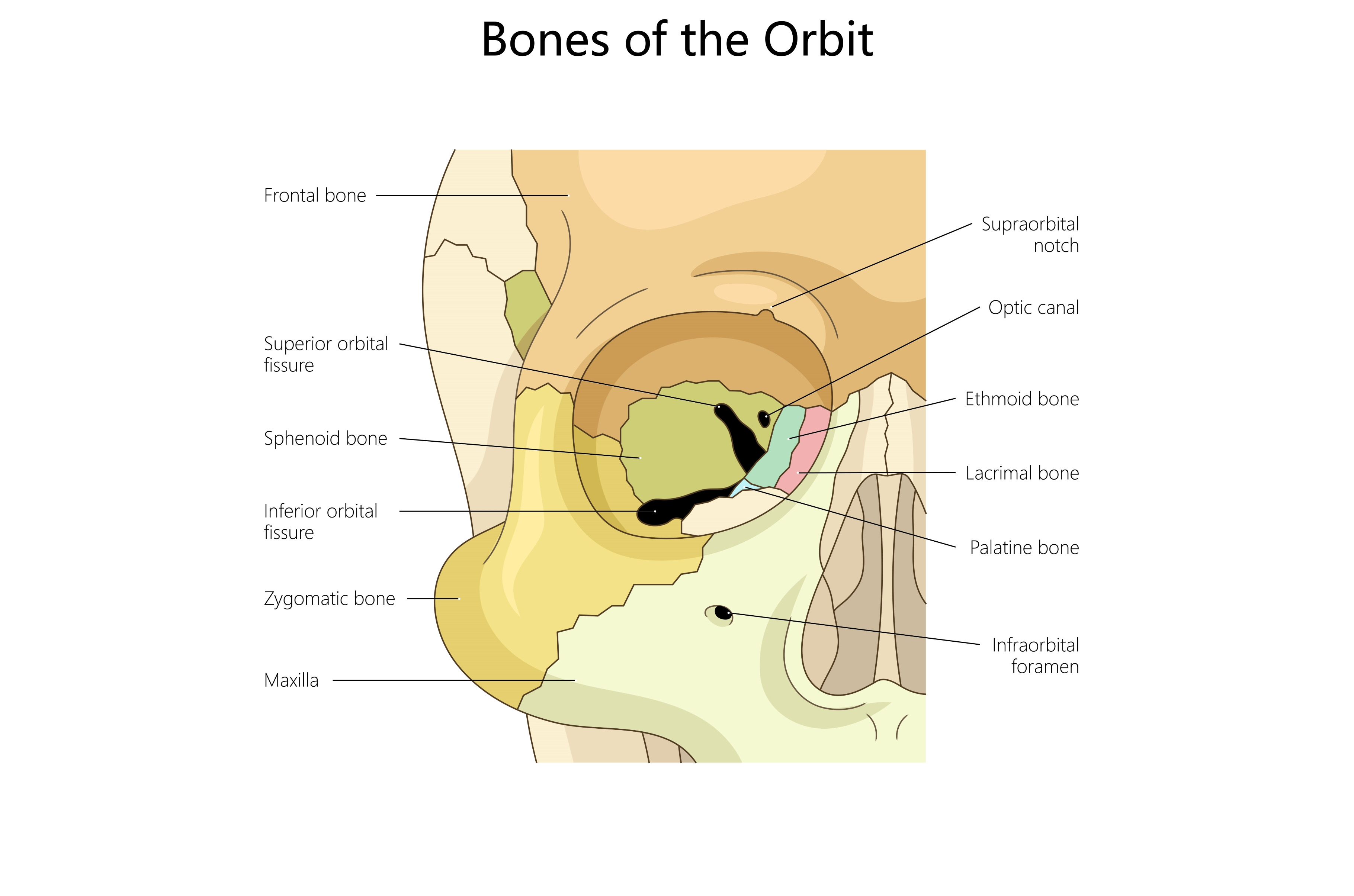 Bones of the Orbit Anatomy Diagram, a Healthcare Illustration by AlexArt