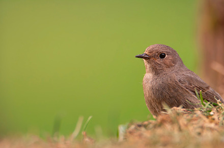 Female Common redstart in the forest., an Animal Photo by CreativePhotoSpain