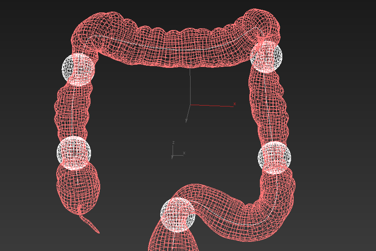 Human colon. Animated, a Characters & Person 3D Model by konstantin.ermolaev (Photo 5 of 6)