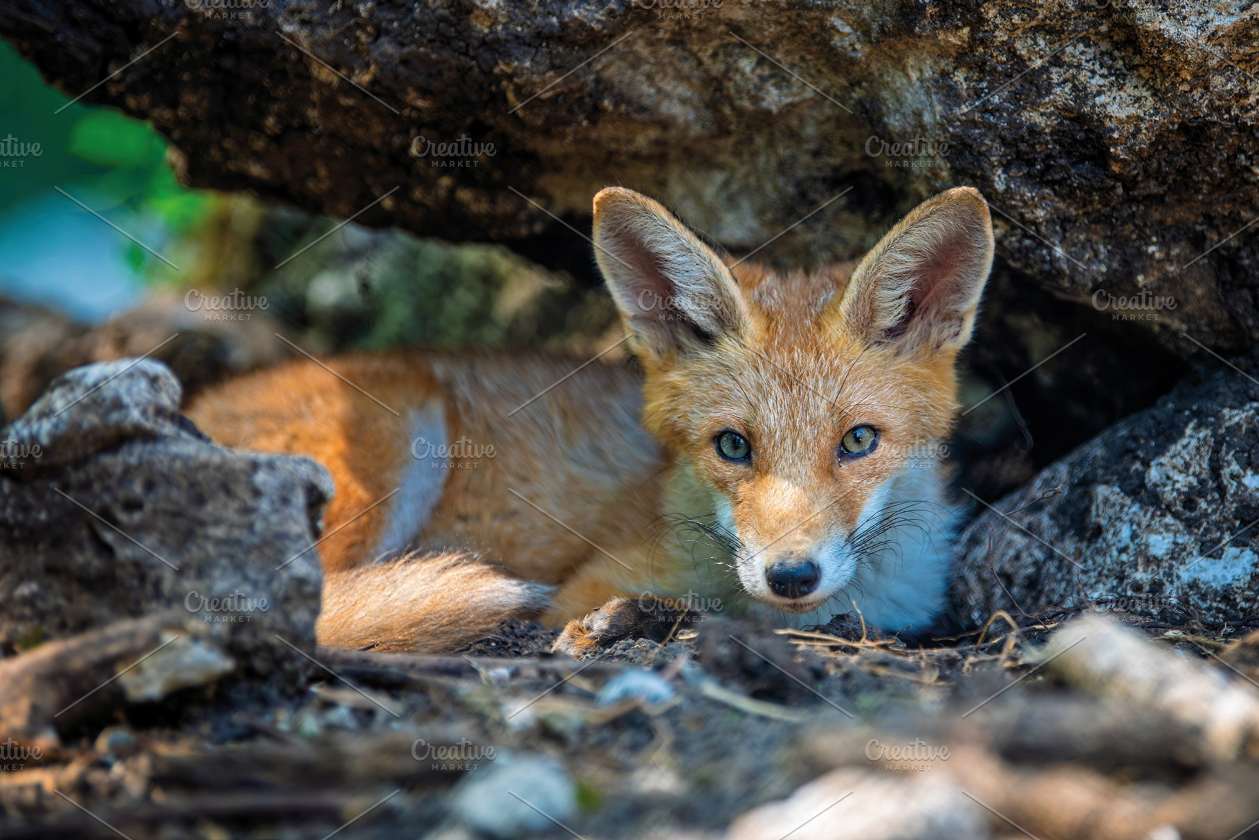 Red fox, vulpes vulpes in forest. Wild animal in natural environ, an Animal Photo by Byrdyak