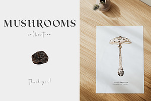 Mushrooms Illustrations. Fungi Set