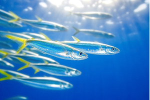 School of mackerel swimming, a Nature Photo by Lermont51