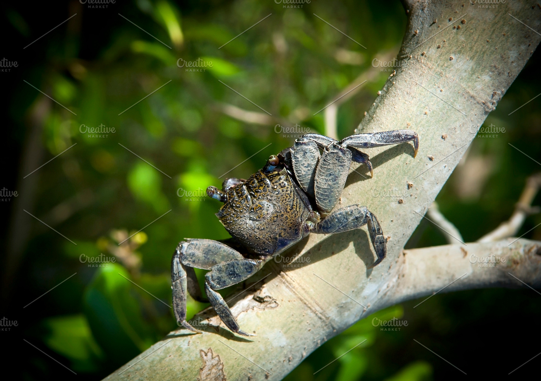 Crab, an Animal Photo by THP Creative