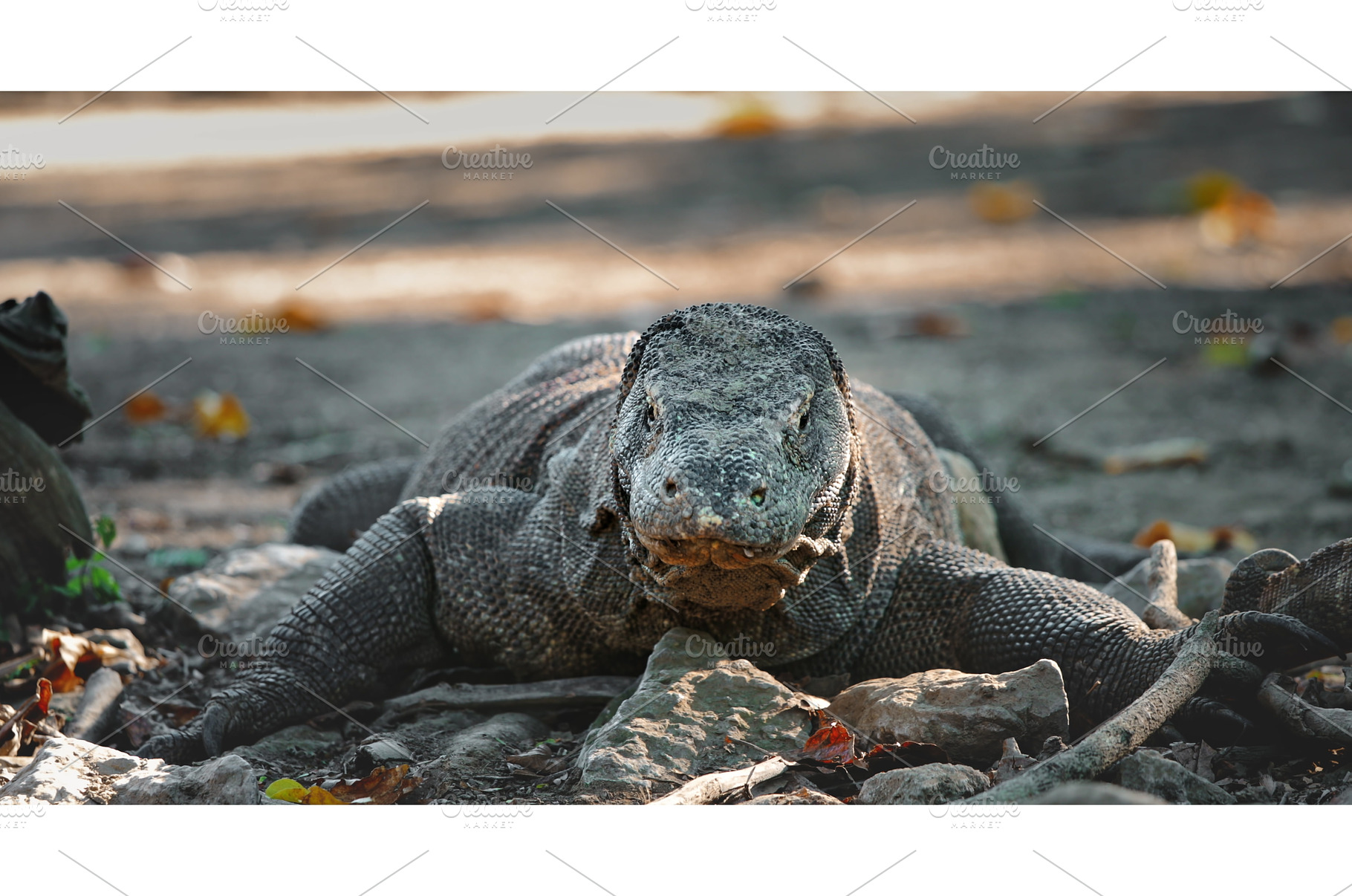 Komodo dragon resting on Rinca, an Animal Photo by Goinyk