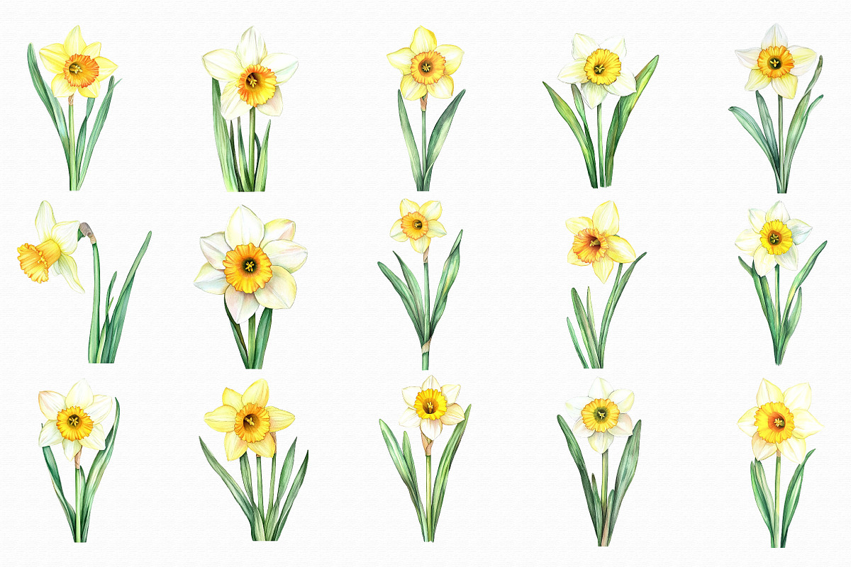 Watercolor Daffodils Clipart, an Illustration by Libby Wishes (Photo 5 of 7)