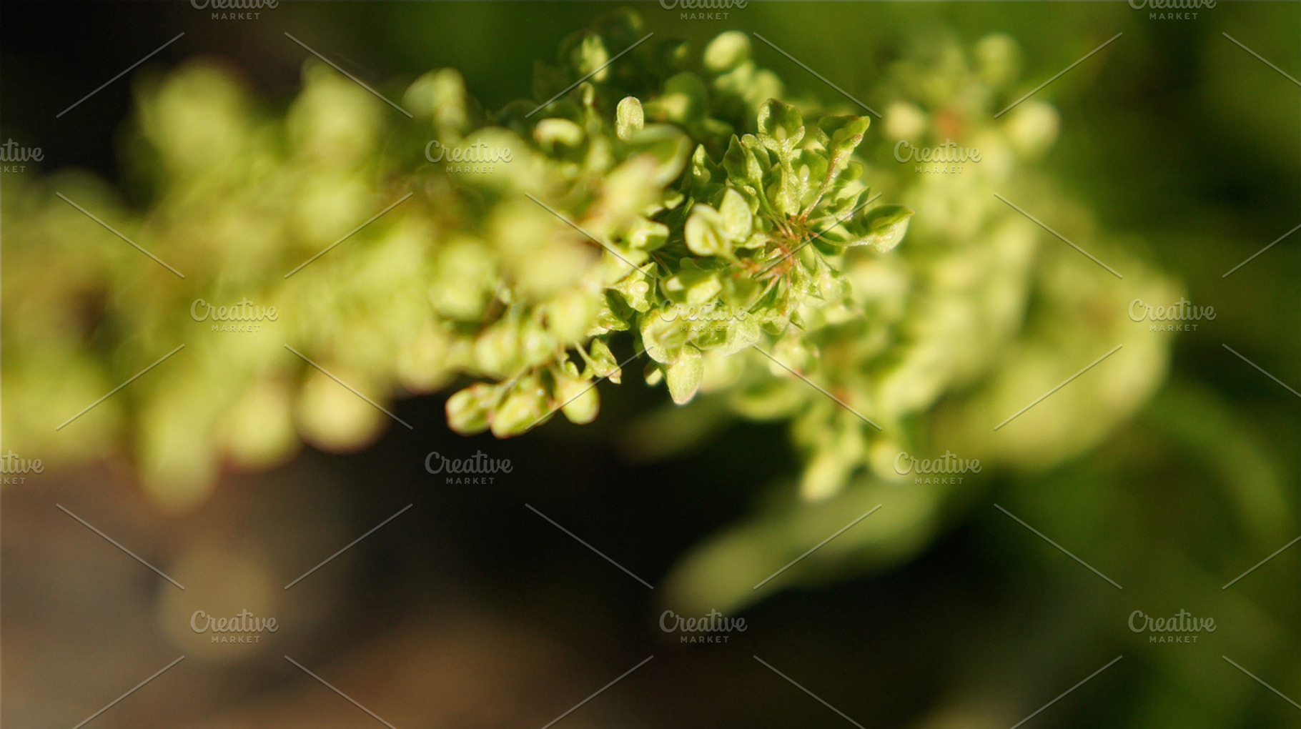 Green Buckwheat