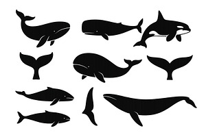 Silhouettes of various whale species, an Animal Illustration by ZinetroN