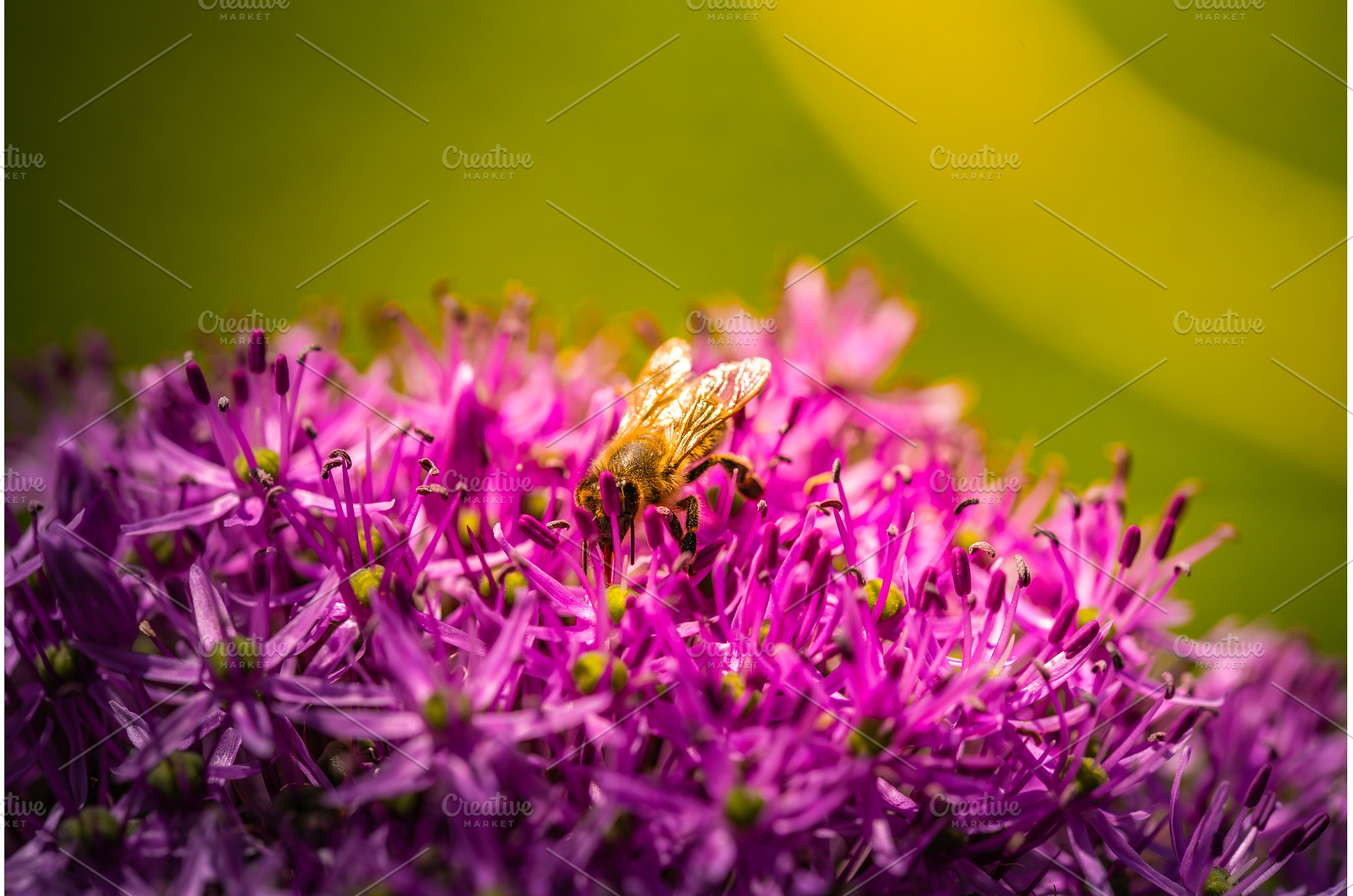 A bee is currently perched atop a, an Animal Photo by MadPhotos