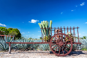 Blue Agave on a Wagon