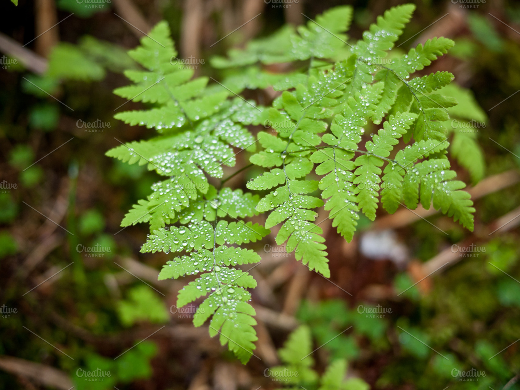 Droplets stock photo containing outdoors and scenery, a Nature Photo by ugmonk