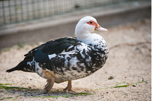 A muscovy duck female walking, an Animal Photo by COLORFUL