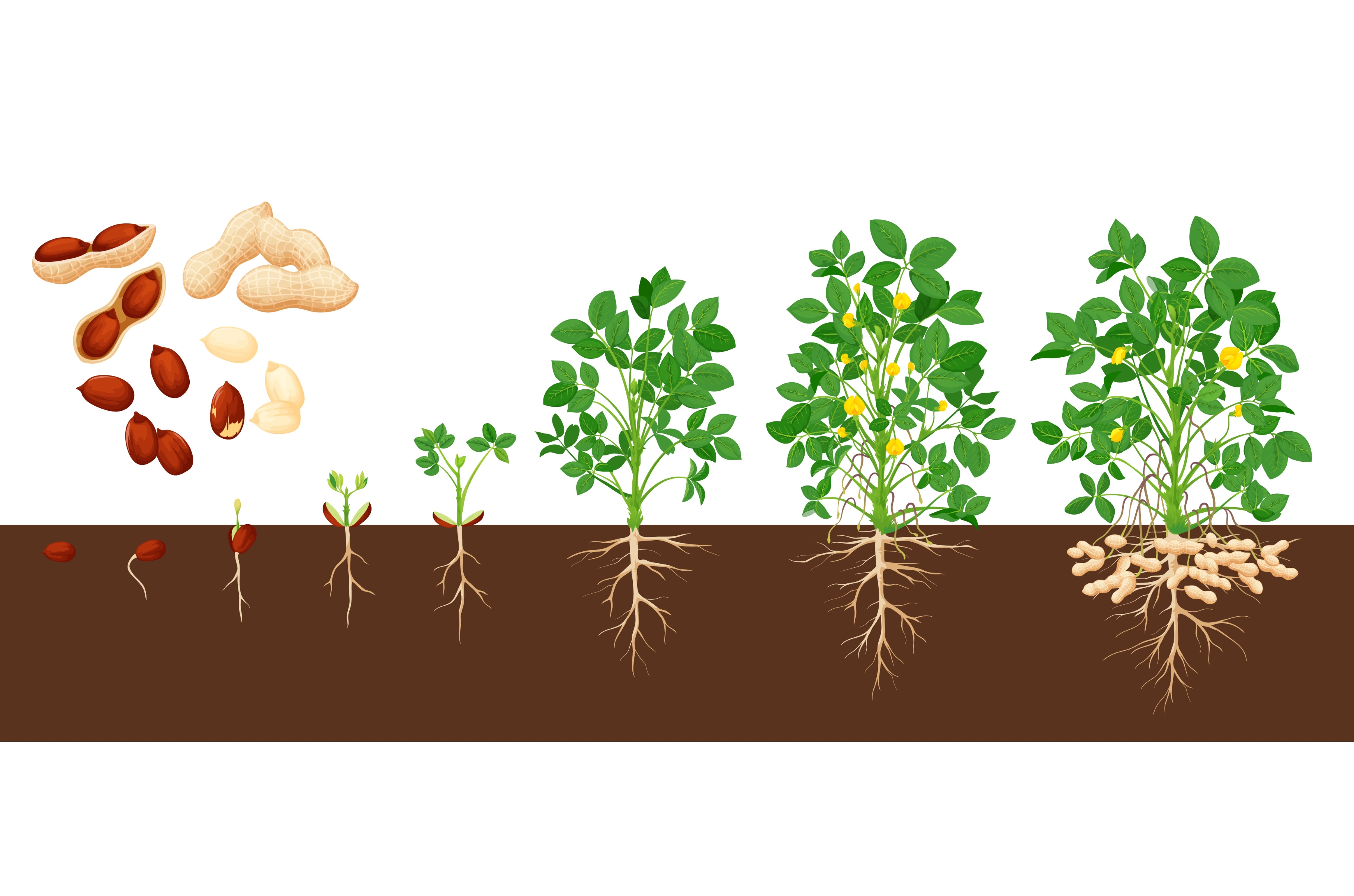 Peanut growth stages, groundnut | Illustrations ~ Creative Market