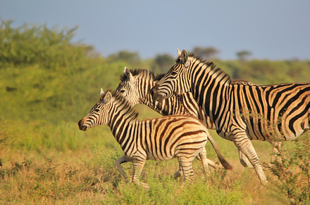 Zebra - Running Stripes, an Animal Photo by Wildlife Wonder