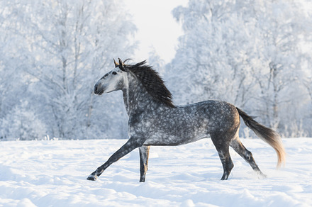 Galloping grey horse on snowfield stock photo containing active and andalusian, an Animal Photo by Horses and Dogs