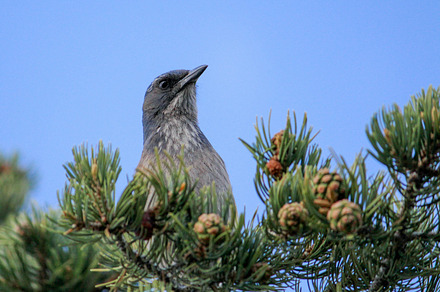 Blue bird stock photo containing blue bird and bird, a Nature Photo by Amanda Creek Creative
