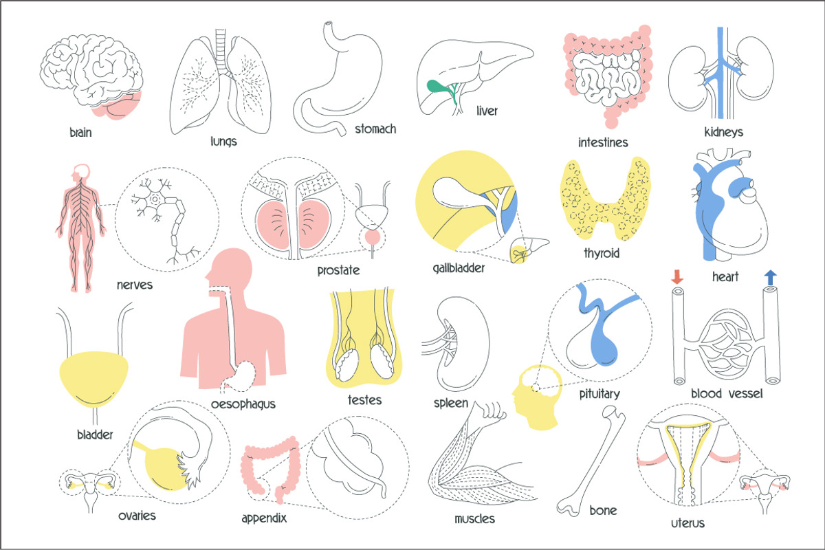 Set of images of human organs, a Healthcare Illustration by Moonery's