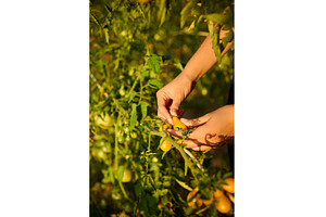 Harvesting ripe tomatoes in a sunny, a Nature Photo by IlliaBondarPhotography
