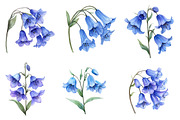 Watercolor Bluebell Flower Clipart, an Illustration by Dream Creation (Thumbnail 5 of 7)