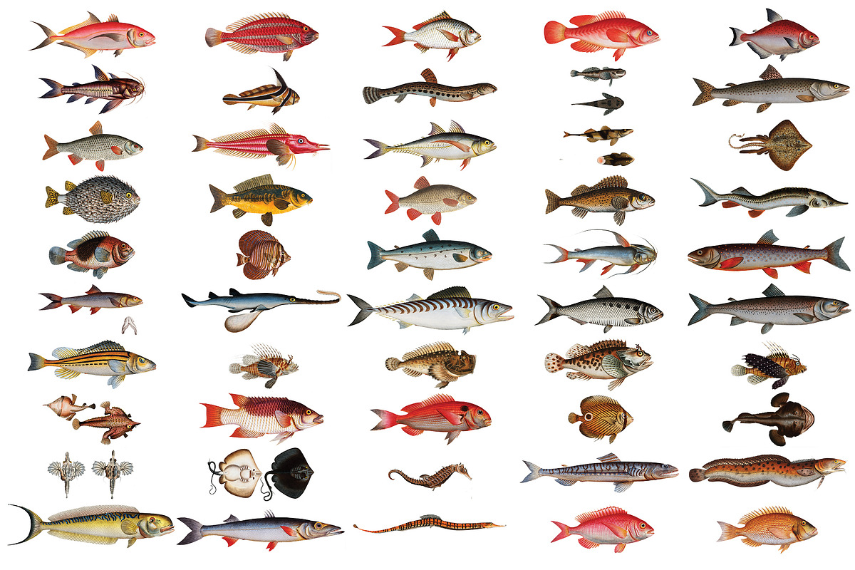 500+ Vintage Fish Illustrations, an Illustration by Dene Studios (Photo 10 of 15)