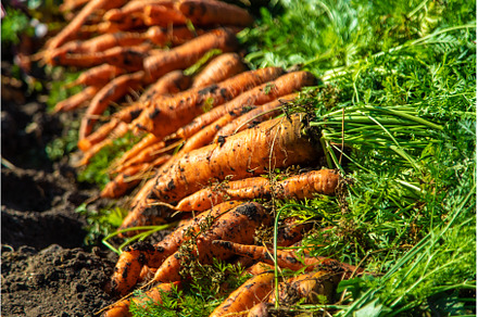 Carrot harvest in the garden, a Food & Drink Photo by yanadjana