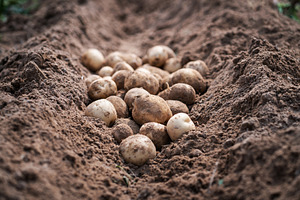 Potatoes in field., a Food & Drink Photo by Nednapa