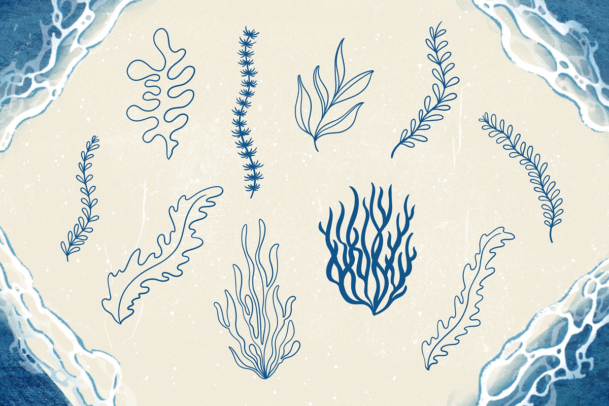Seashells + Driftwood Procreate Set, a Brush Add-On by PrettyLittlePigs (Photo 7 of 10)