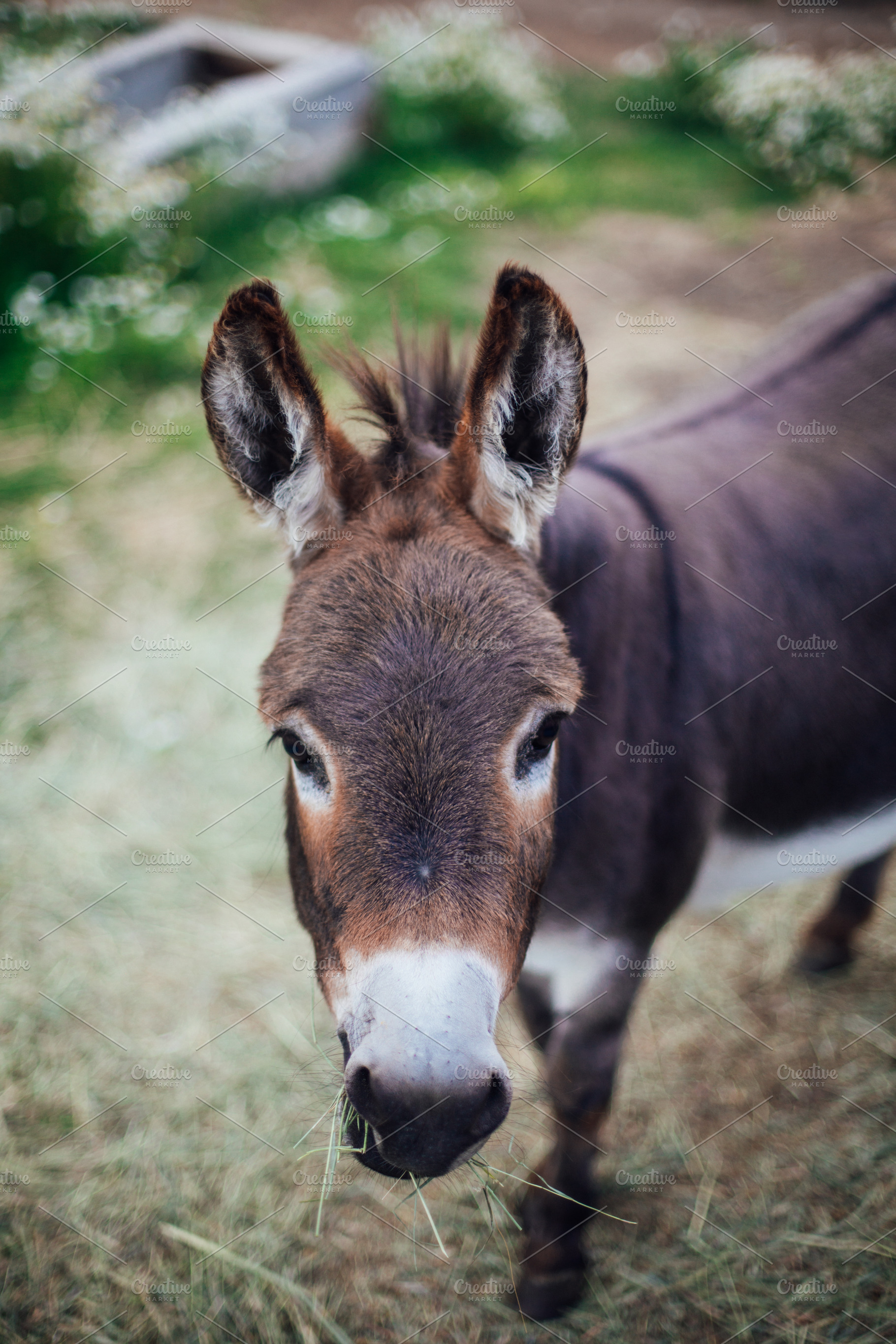 Tilly, an Animal Photo by coloradocowgirl