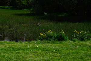 A serene wetland scene near Akranes Iceland with reeds and wildflowers, a Photo by AS photostudio
