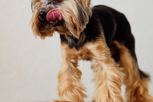Funny Yorkshire terrier dog licking its nose on a wooden stool. Adorable small, an Animal Photo by Rohan Photography