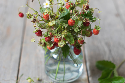 Bouquet of wild strawberries stock photo containing berries and blooming