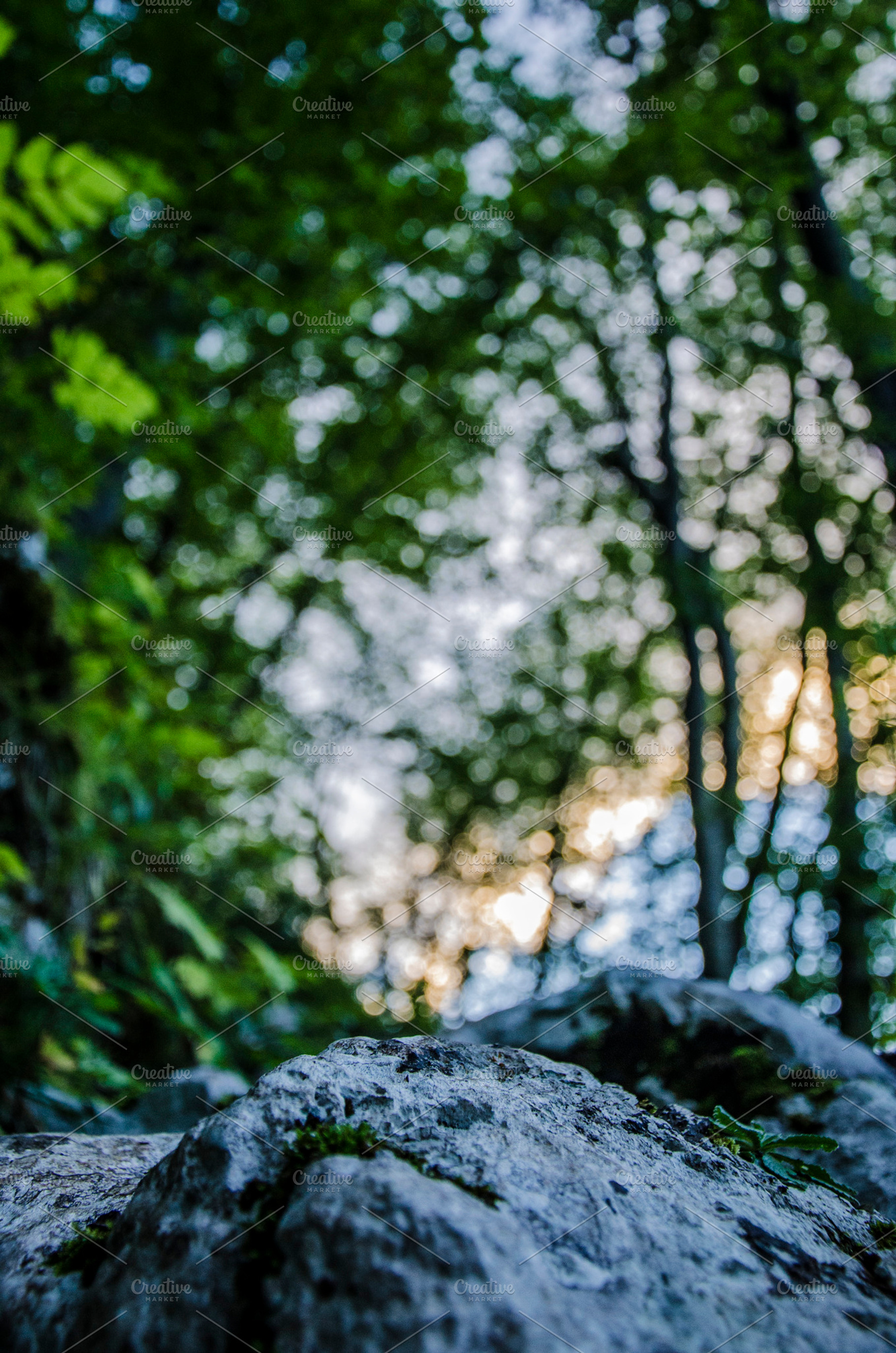 Bokeh Lights In The Forest Stock Photo Containing Sun And Sunset