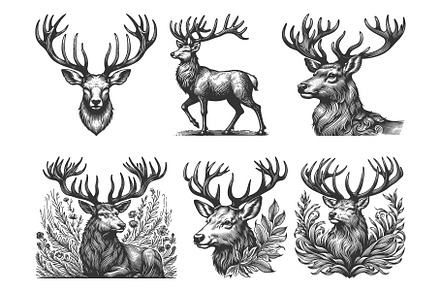 Deer and Stags engraving set vector, an Animal Illustration by AlexArt