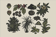 East Indies Botanical Illustrations, a Decorative Illustration by Rusted Works (Thumbnail 2 of 10)