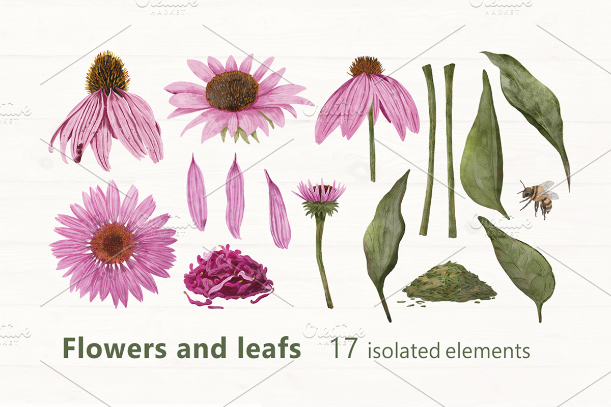 Echinacea watercolor clip art, an Illustration by ARTerria (Photo 2 of 9)