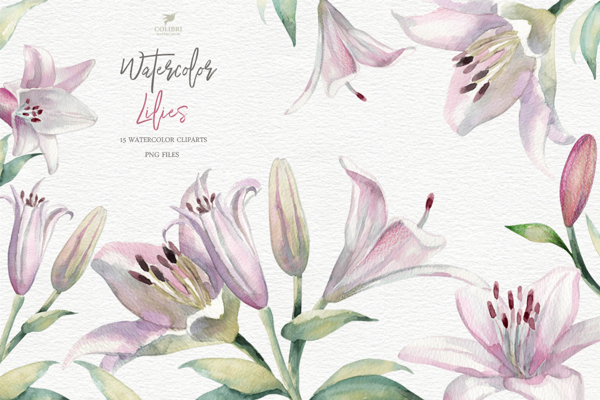 Lilies Watercolor Flower Clip Art, a Decorative Illustration by Colibri Watercolor (Photo 1 of 4)