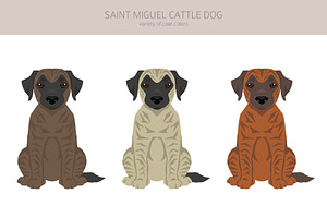 Saint Miguel Cattle Dog Clipart