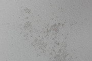 Mold Wall Texture Pack, a Texture Graphic by The_DrX (Thumbnail 9 of 13)